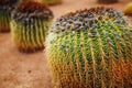 Huge cactus, closeup view