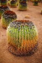 Huge cactus, closeup view Royalty Free Stock Photo