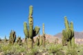 Huge cactus growing in South America