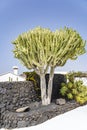 A huge cactus near a wall of black lava rocks in front of a white building on the island of Lanzarote, Spain