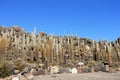 Huge Cactus, Salar de Uyuni, Bolivia