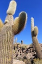 Huge Cactus, Salar de Uyuni, Bolivia