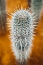 Huge cactus thorns