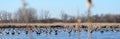 Huge Canada Goose flock on frozen Peter Exner Marsh lake, Illinois Royalty Free Stock Photo