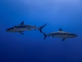 Huge Caribbean reef sharks moving under blue water Royalty Free Stock Photo