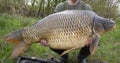 A huge carp caught in a river in Europe.