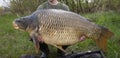 A huge carp caught in a river in Europe.