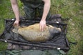 A huge carp caught in a river in Europe.