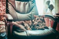 Huge cat Maine Coon lying in a leather chair Royalty Free Stock Photo