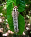 Huge caterpillar on leave somewhere in borneo malaysia