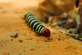 A huge caterpillar pseudosphinx tetrio with a velvety black and green striped body, a orange tail and legs and a red head,