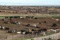 Huge cattle feed lot.in Kansas Royalty Free Stock Photo