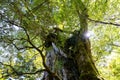 Huge cedar tree, Yakusugi Land, everlasting nature, Yakushima Island, Japan