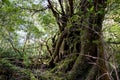 Huge cedar tree, Yakusugi Land, everlasting nature, Yakushima Island, Japan
