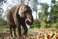 Huge Chained Elephant