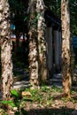 Huge changing bark pine tree in forest park Royalty Free Stock Photo