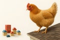 A huge chicken looks at a toy city. Space for text. Royalty Free Stock Photo