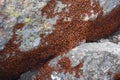 Huge Cluster of Ladybugs Crawling on a Rock
