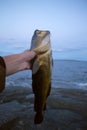 huge cod on background of rocks and sea