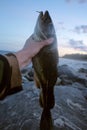 huge cod on background of rocks and sea