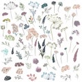 Huge collection of florals, plants, flowers. Vector in watercolor style
