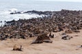 Huge colony of Brown fur seal - sea lions in Namibia