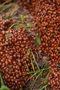 Huge Colony of Ladybugs Crawling in the Summer