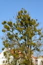 A huge colony of lobster white Viscum album L. on a tree