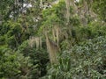 huge combination of Usneoides bromeliad. Mayan city of Tikal Park, Guatemala