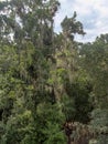 The huge combination of Usneoides bromeliad. Mayan city of Tikal Park, Guatemala