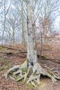 Huge common beech with its roots exposed with green moss surrounded by bare trees