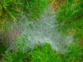 Huge complicated spider net on fur tree branches with water dew after rain. Nature complicated creation with idea of catching prey