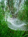 Huge complicated spider net on fur tree branches with water dew after rain. Nature complicated creation with idea of catching prey