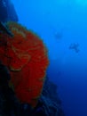 A huge Coral fan in Barracuda Point with divers background, Sipadan Island, Semporna, Tawau. Sabah, Malaysia. Borneo. Royalty Free Stock Photo