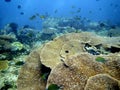 Huge coral scene Royalty Free Stock Photo