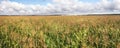 Huge corn field to the horizon under a cloudy sky large panoramic view Royalty Free Stock Photo