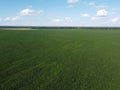 Huge cornfield on a sunny summer day, aerial view. Blue sky over green farm field, landscape Royalty Free Stock Photo