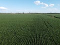 Huge cornfield on a sunny summer day, aerial view. Blue sky over green farm field, landscape Royalty Free Stock Photo