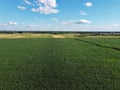 Huge cornfield on a sunny summer day, aerial view. Blue sky over green farm field, landscape Royalty Free Stock Photo