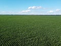 Huge cornfield on a sunny summer day, aerial view. Blue sky over green farm field, landscape Royalty Free Stock Photo