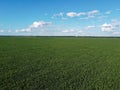 Huge cornfield on a sunny summer day, aerial view. Blue sky over green farm field, landscape Royalty Free Stock Photo