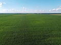 Huge cornfield on a sunny summer day, aerial view. Blue sky over green farm field, landscape Royalty Free Stock Photo