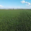 Huge cornfield on a sunny summer day, aerial view. Blue sky over green farm field, landscape Royalty Free Stock Photo