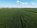 Huge cornfield on a sunny summer day, aerial view. Blue sky over green farm field, landscape Royalty Free Stock Photo