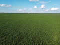 Huge cornfield on a sunny summer day, aerial view. Blue sky over green farm field, landscape Royalty Free Stock Photo