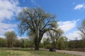 A Huge Cottonwood Tree and a Black Pickup Truck Royalty Free Stock Photo