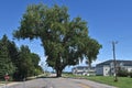 Huge cottonwood tree in middle of a road Royalty Free Stock Photo