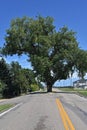 Huge cottonwood tree stands in middle of a highway Royalty Free Stock Photo