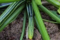 A huge courgette cucurbita pepo plant with green fruits and blossoms growing in the garden outdoors Royalty Free Stock Photo