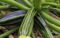 A huge courgette cucurbita pepo plant with green fruits and blossoms growing in the garden outdoors Royalty Free Stock Photo